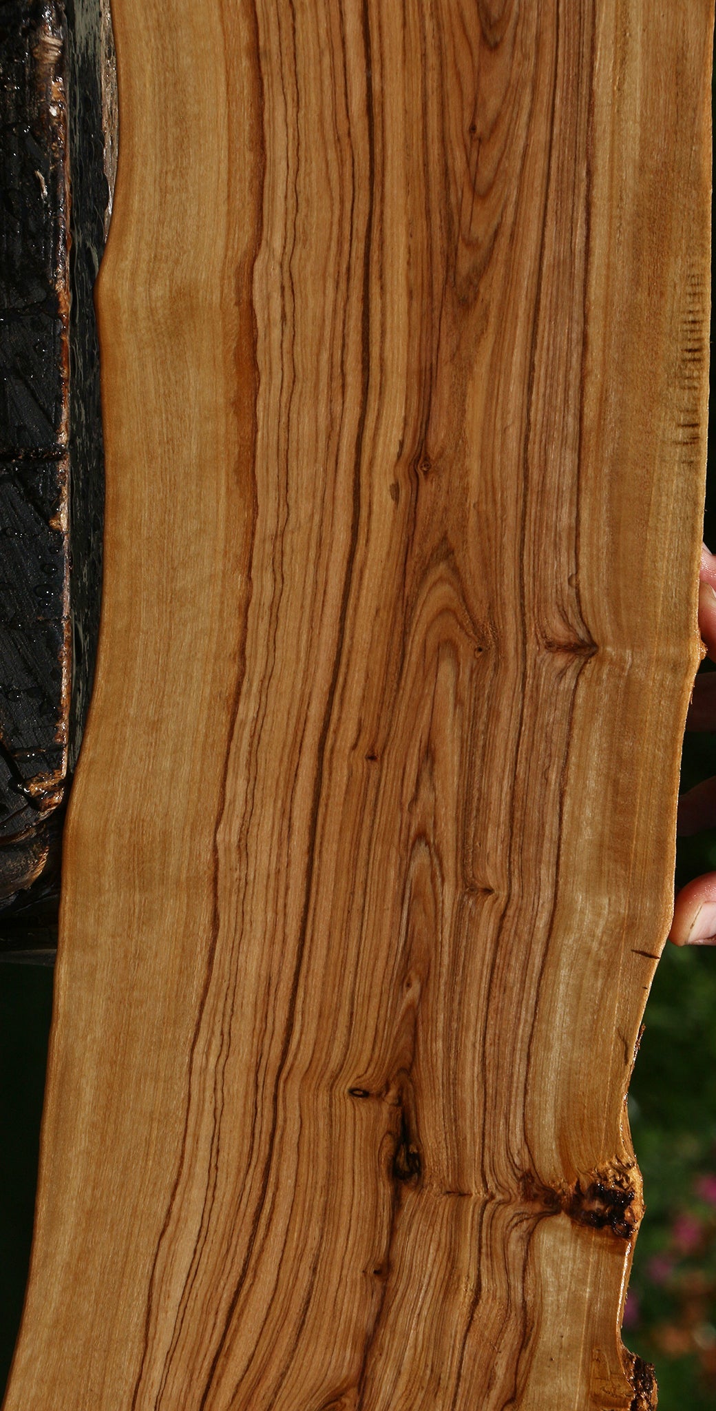 African Olive Live Edge Lumber