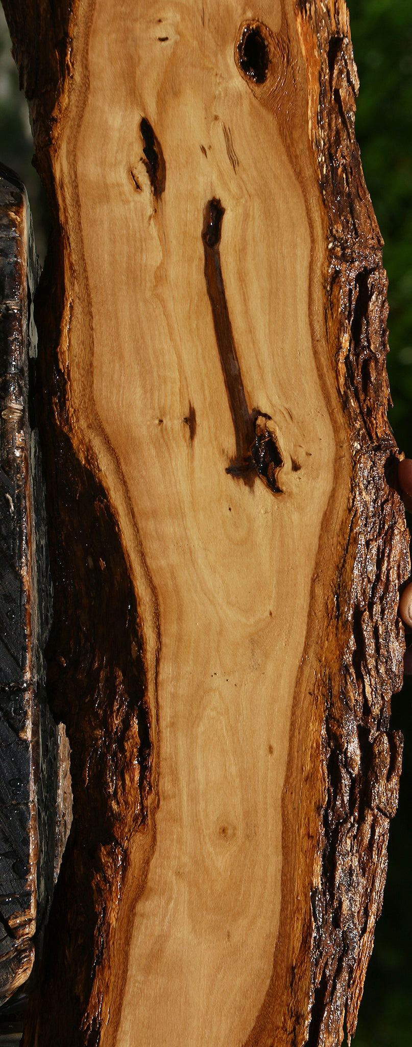African Olive Live Edge Lumber