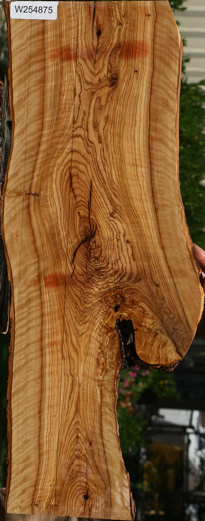 Extra Fancy African Olive Live Edge Lumber