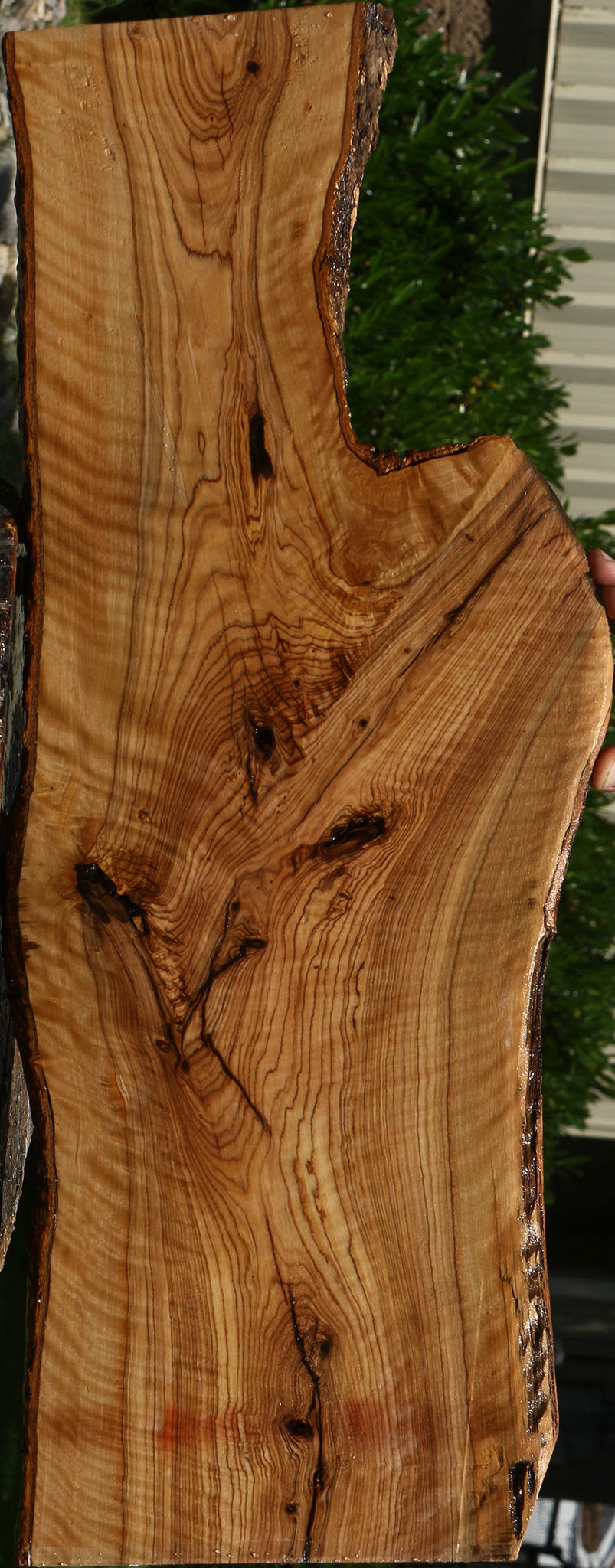 Extra Fancy African Olive Live Edge Lumber