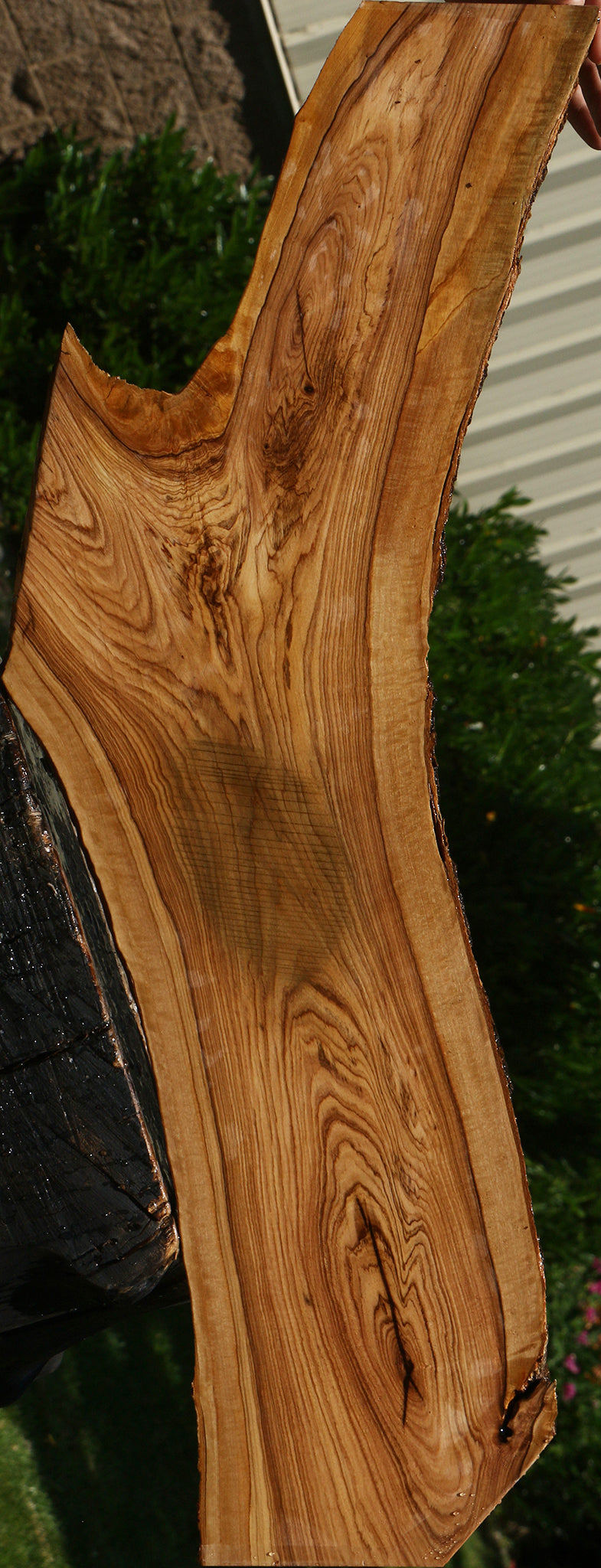 African Olive Live Edge Lumber