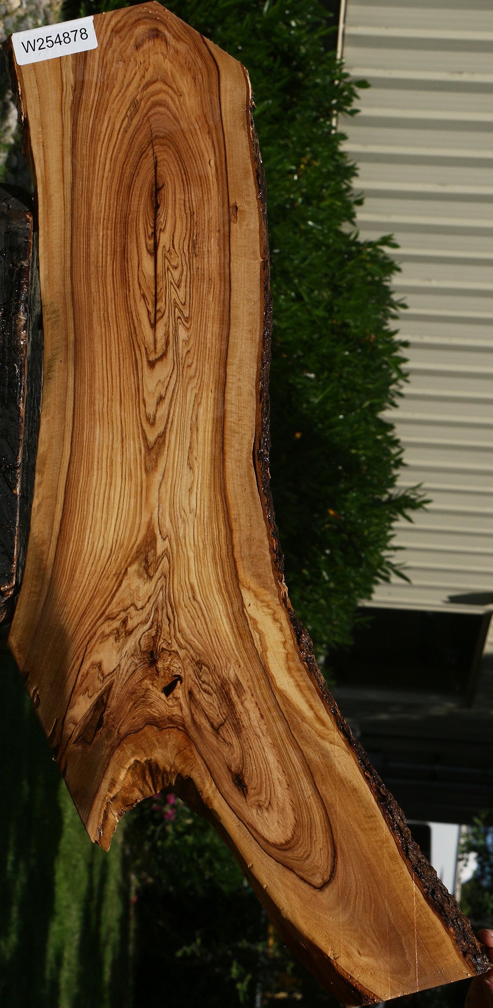 African Olive Live Edge Lumber