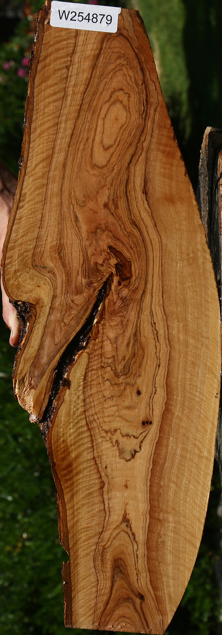 Extra Fancy African Olive Live Edge Lumber