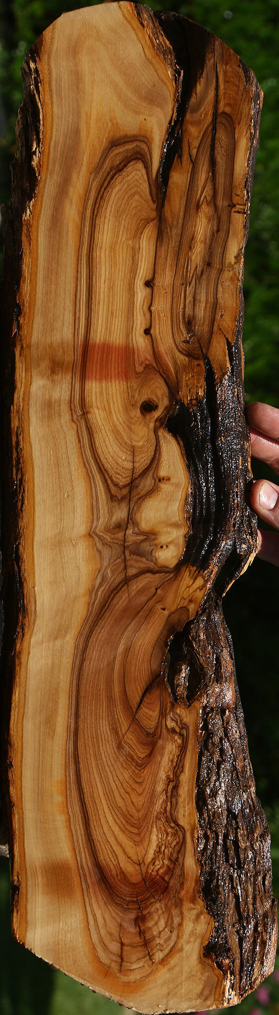 Extra Fancy African Olive Live Edge Lumber