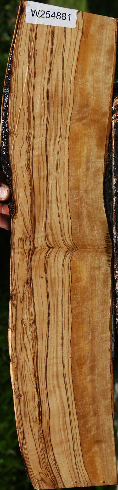 Figured African Olive Live Edge Lumber