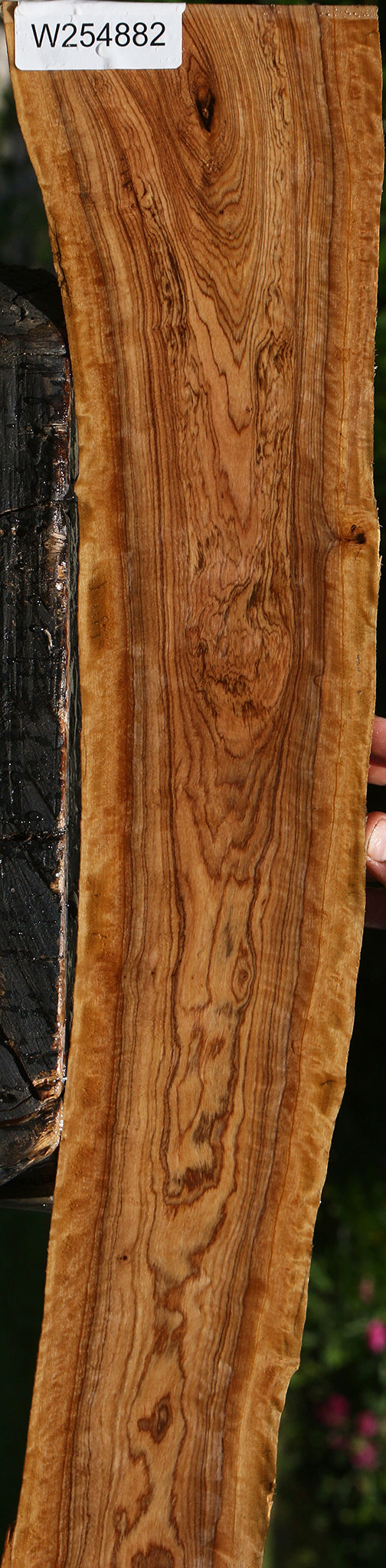 Extra Fancy African Olive Live Edge Lumber