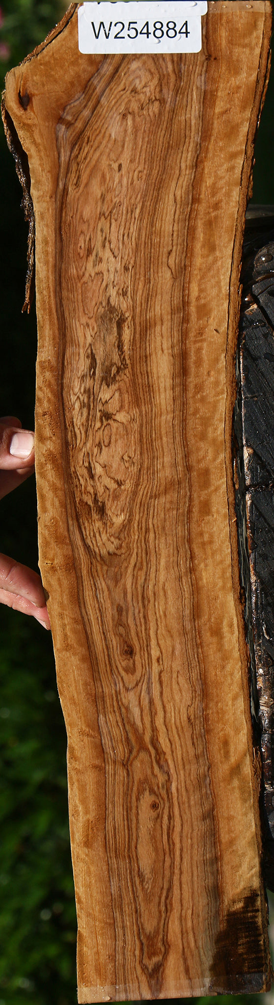Extra Fancy African Olive Live Edge Lumber