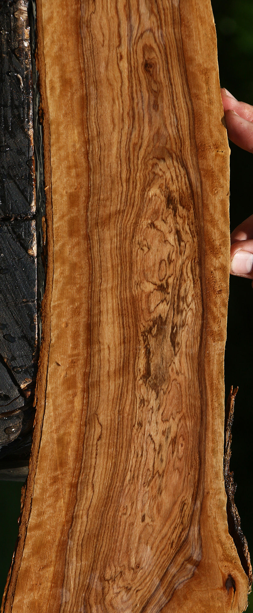 Extra Fancy African Olive Live Edge Lumber