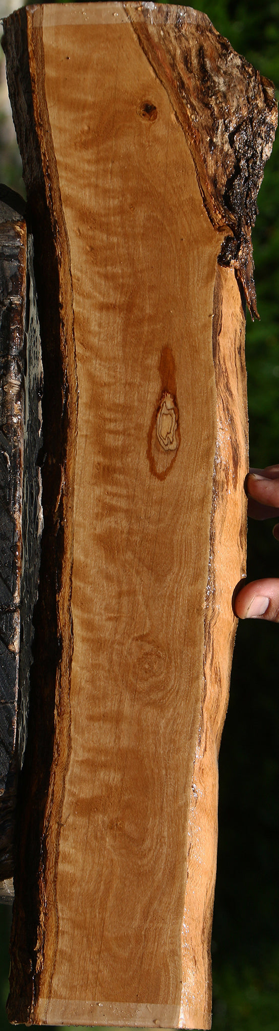 Extra Fancy African Olive Live Edge Lumber