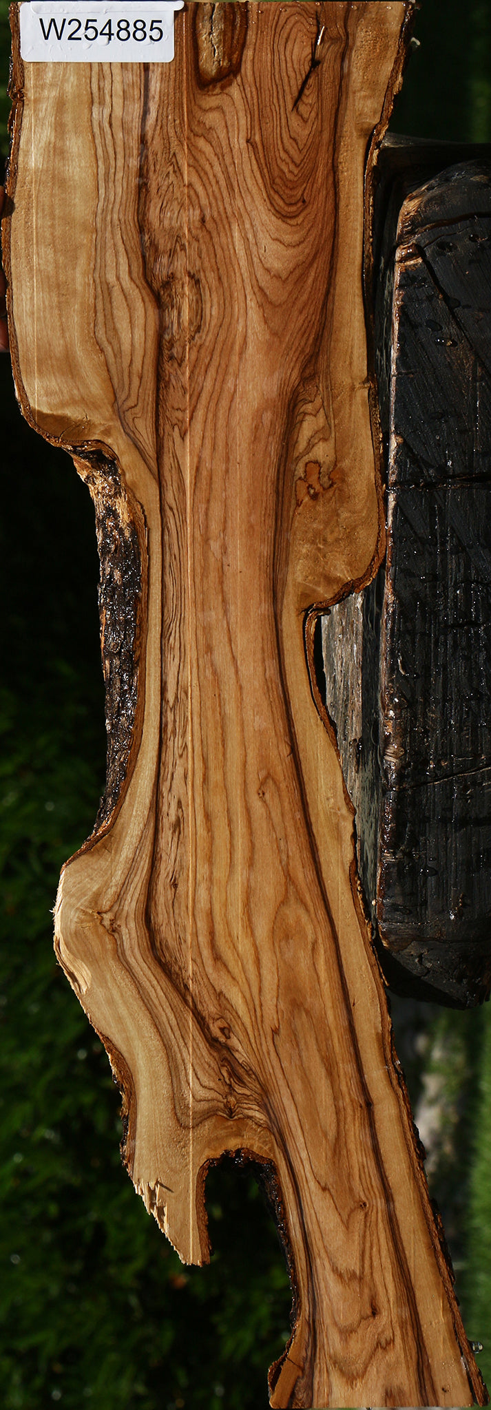 Figured African Olive Live Edge Lumber