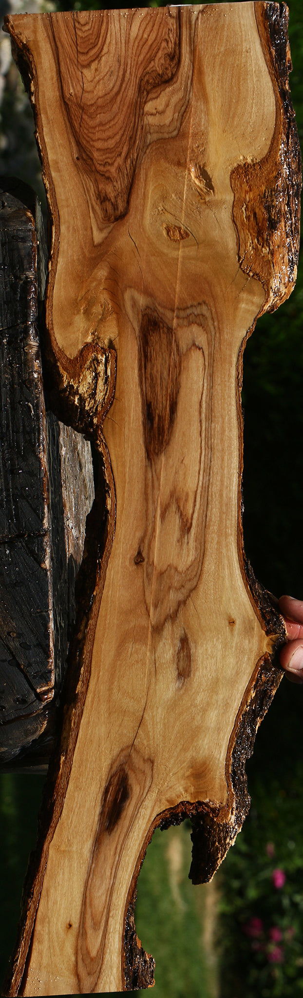 Figured African Olive Live Edge Lumber