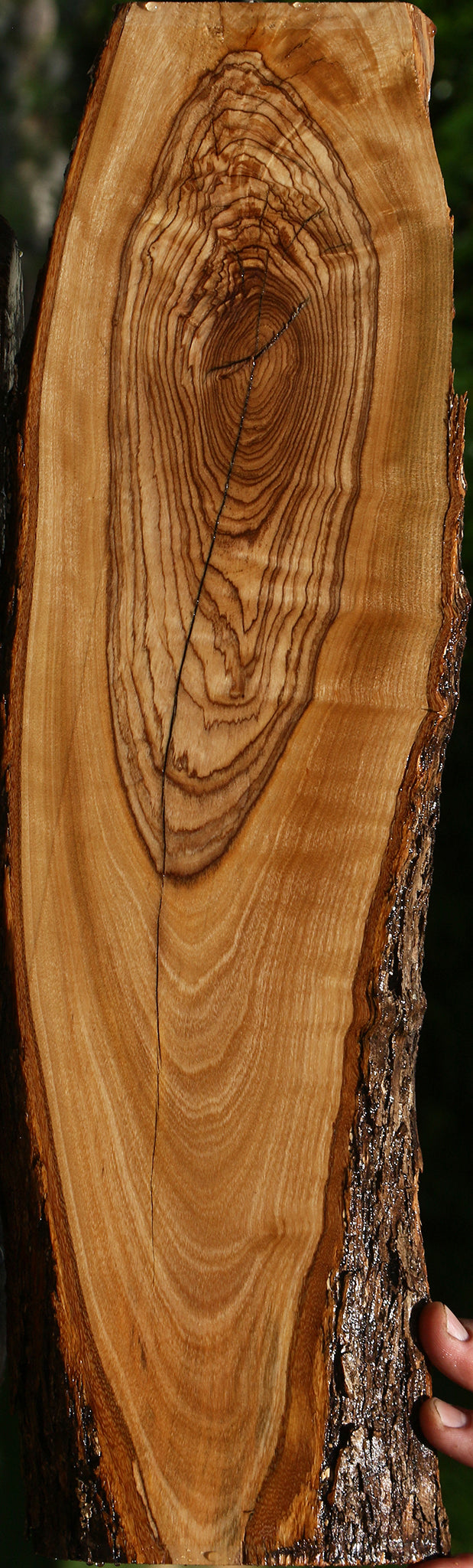 Figured African Olive Live Edge Lumber