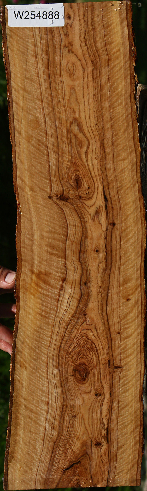 Exhibition African Olive Live Edge Lumber