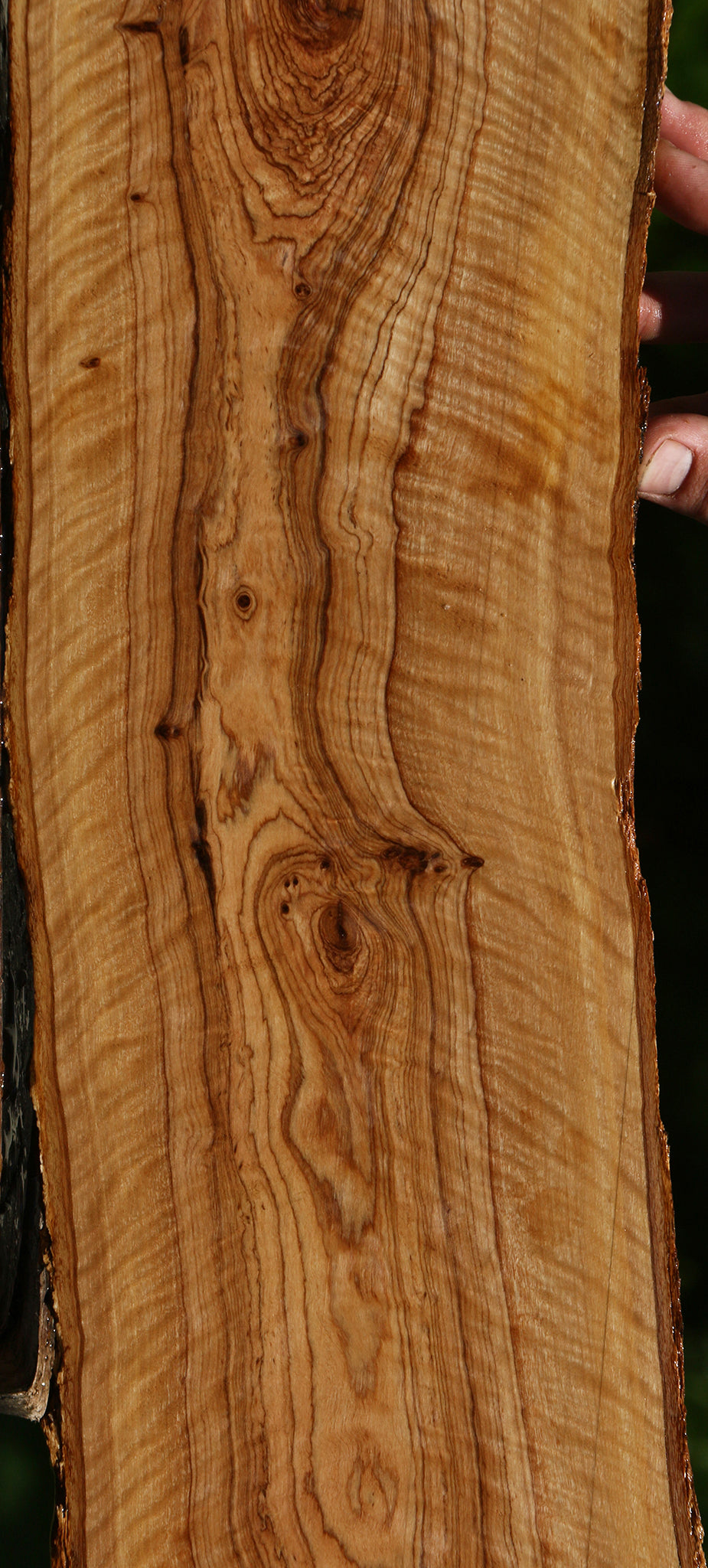 Exhibition African Olive Live Edge Lumber
