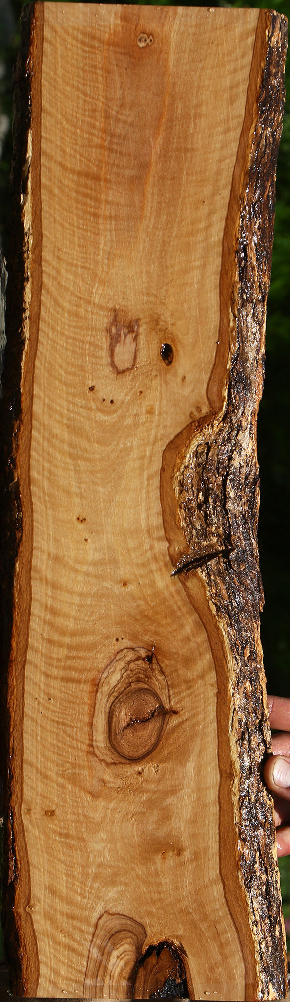 Exhibition African Olive Live Edge Lumber