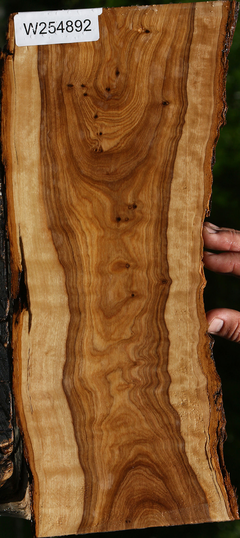 Extra Fancy African Olive Live Edge Lumber