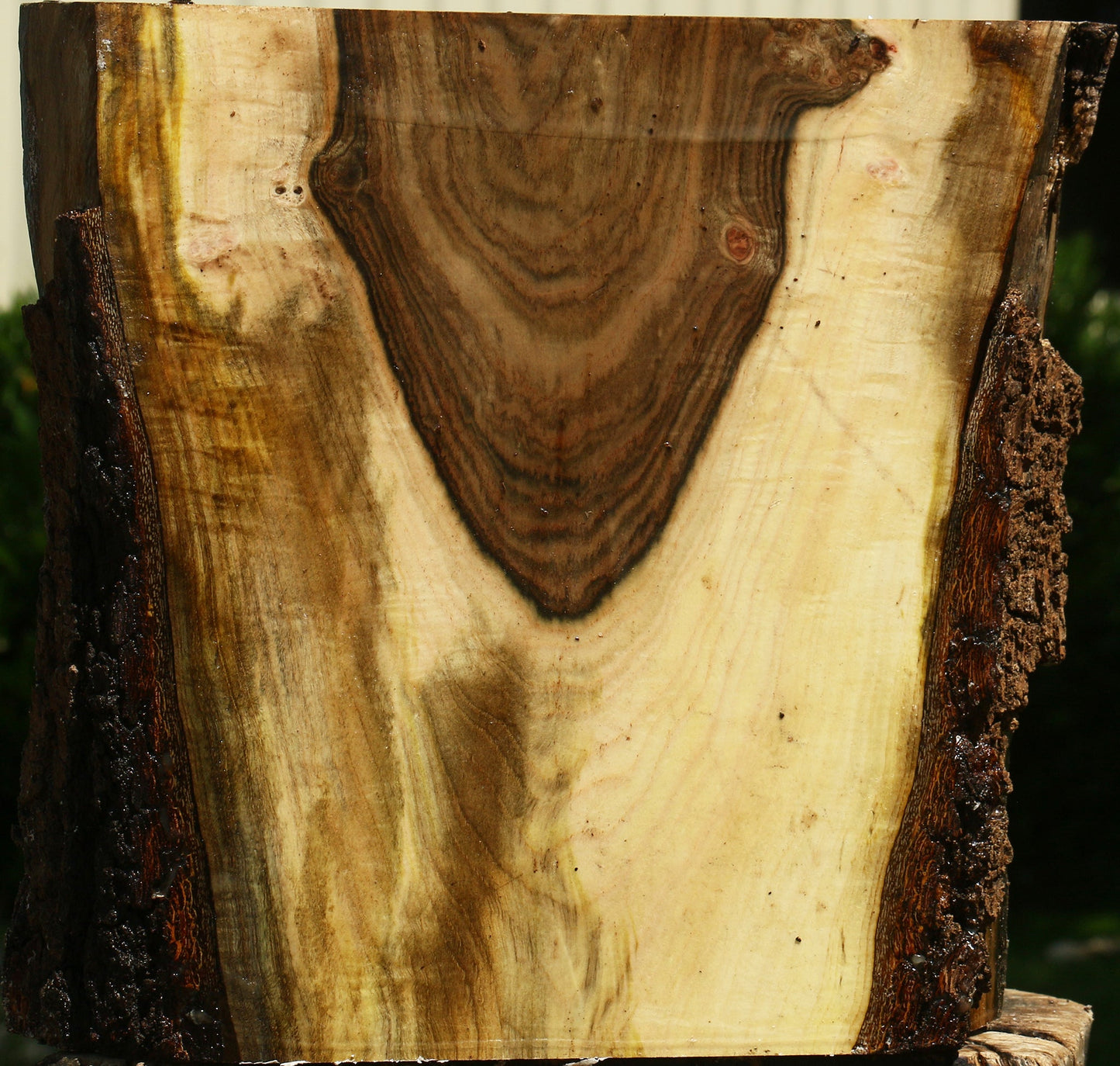 Figured Pistachio Live Edge Platter Blank