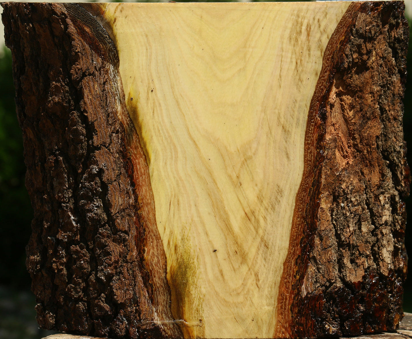 Pistachio Live Edge Turning Blank
