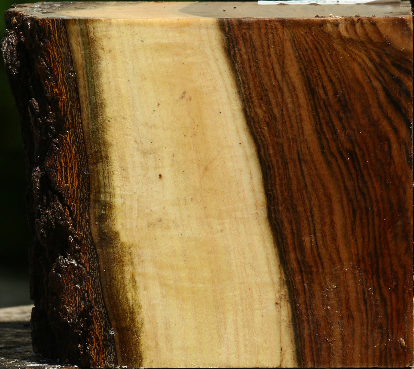 Figured Pistachio Live Edge Turning Blank