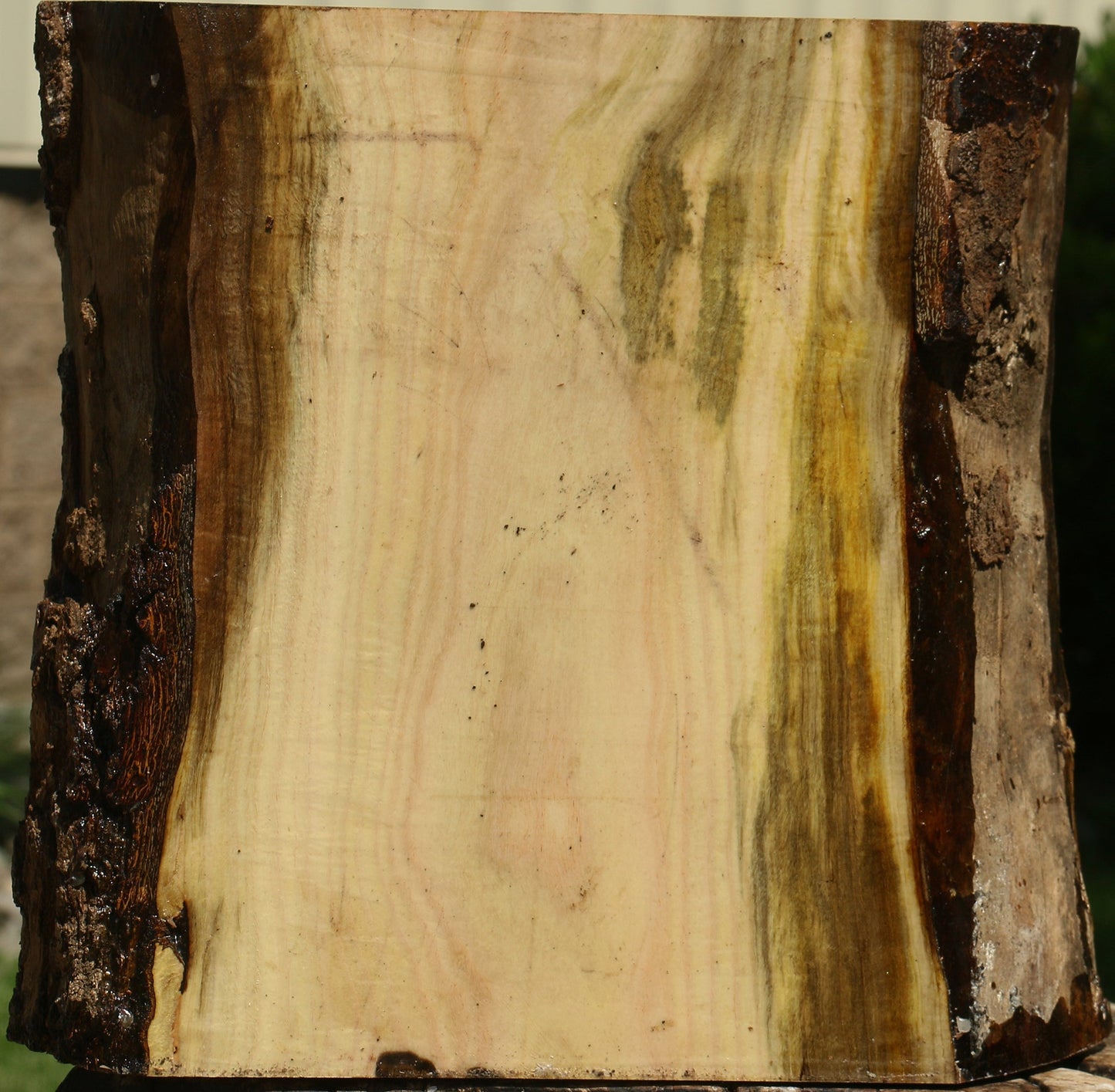 Figured Pistachio Live Edge Bowl Blank