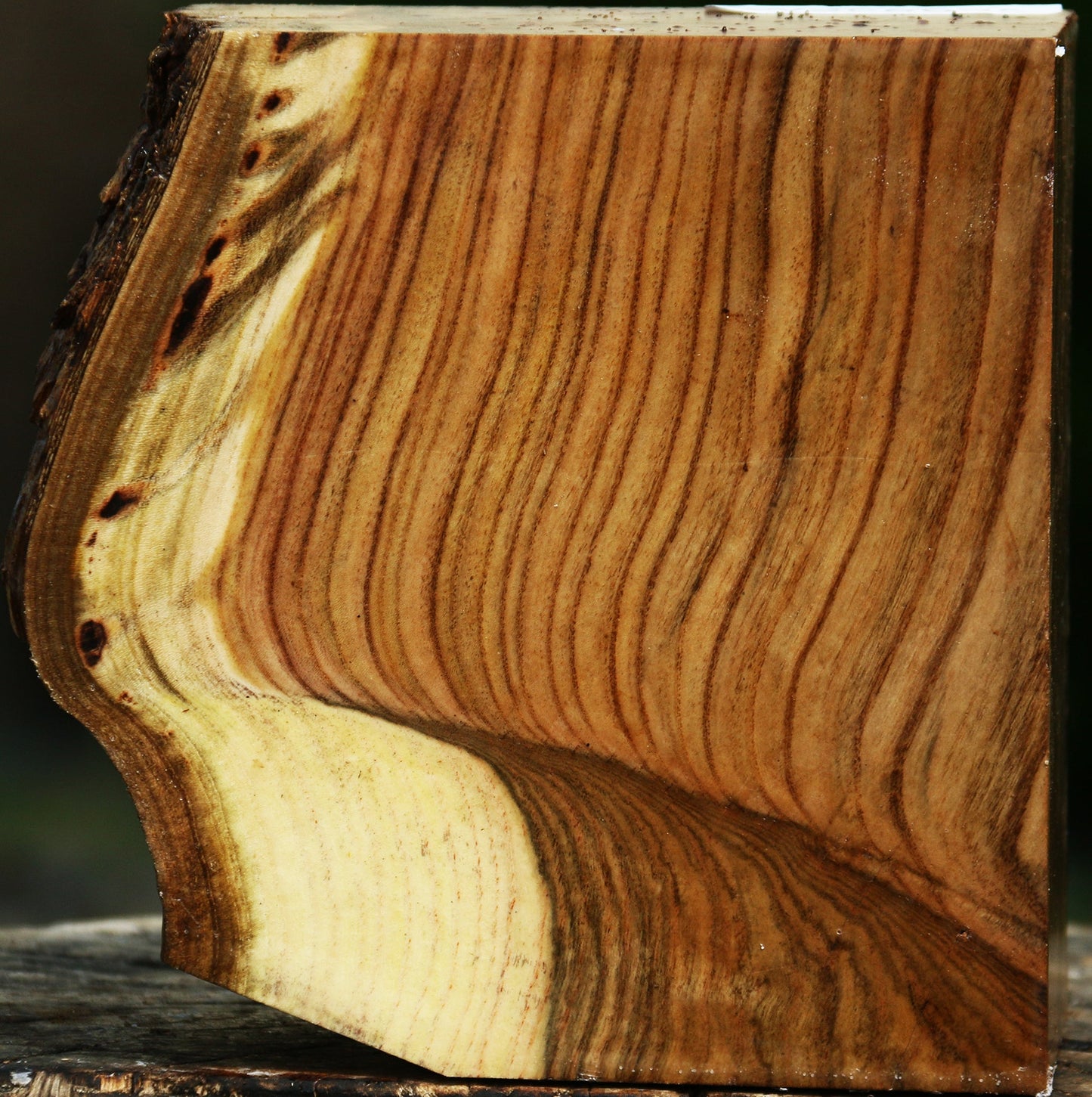 Grafted Pistachio Live Edge Bowl Blank
