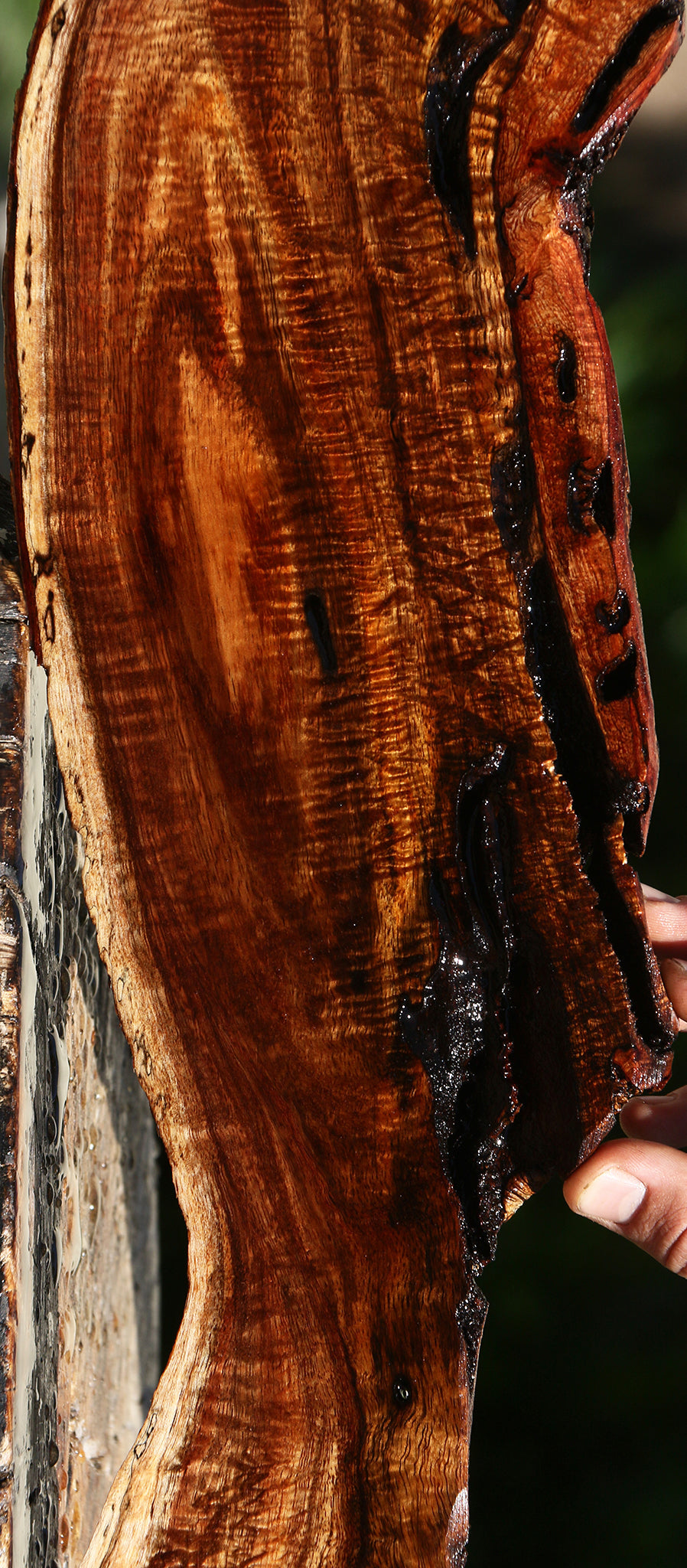 Extra Fancy Hawaiian Koa Live Edge Lumber