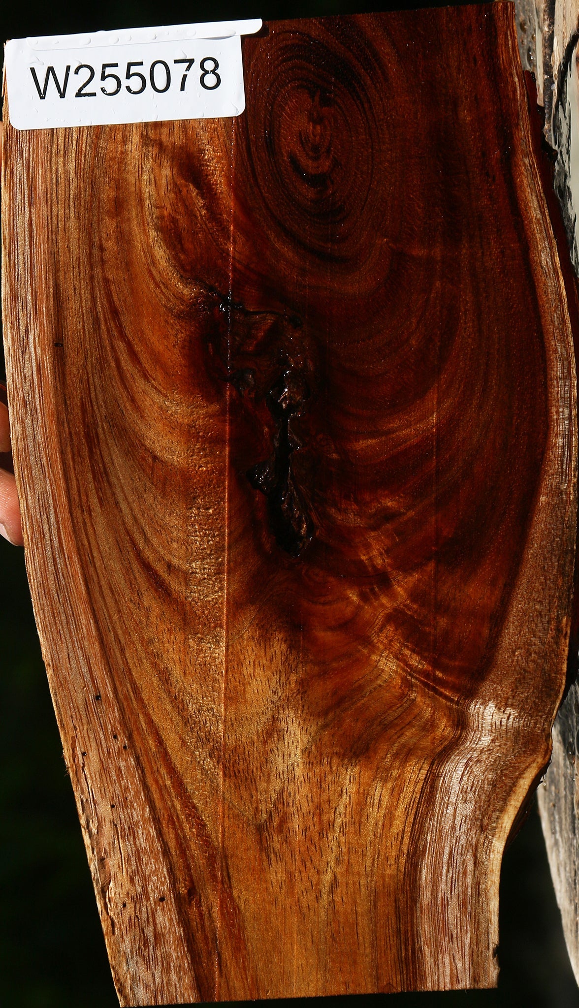 Extra Fancy Crotchwood Hawaiian Koa Live Edge Lumber