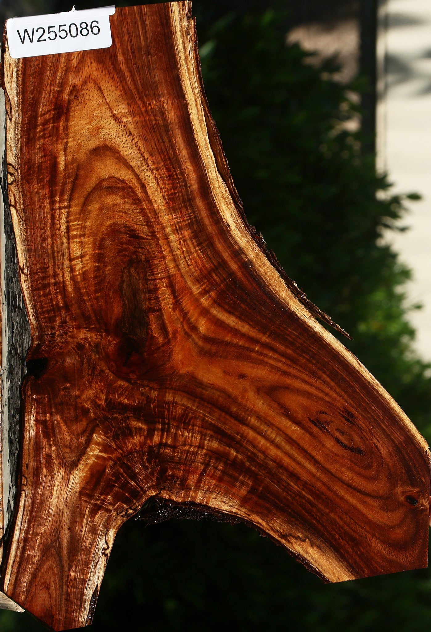 Extra Fancy Crotchwood Hawaiian Koa Live Edge Lumber