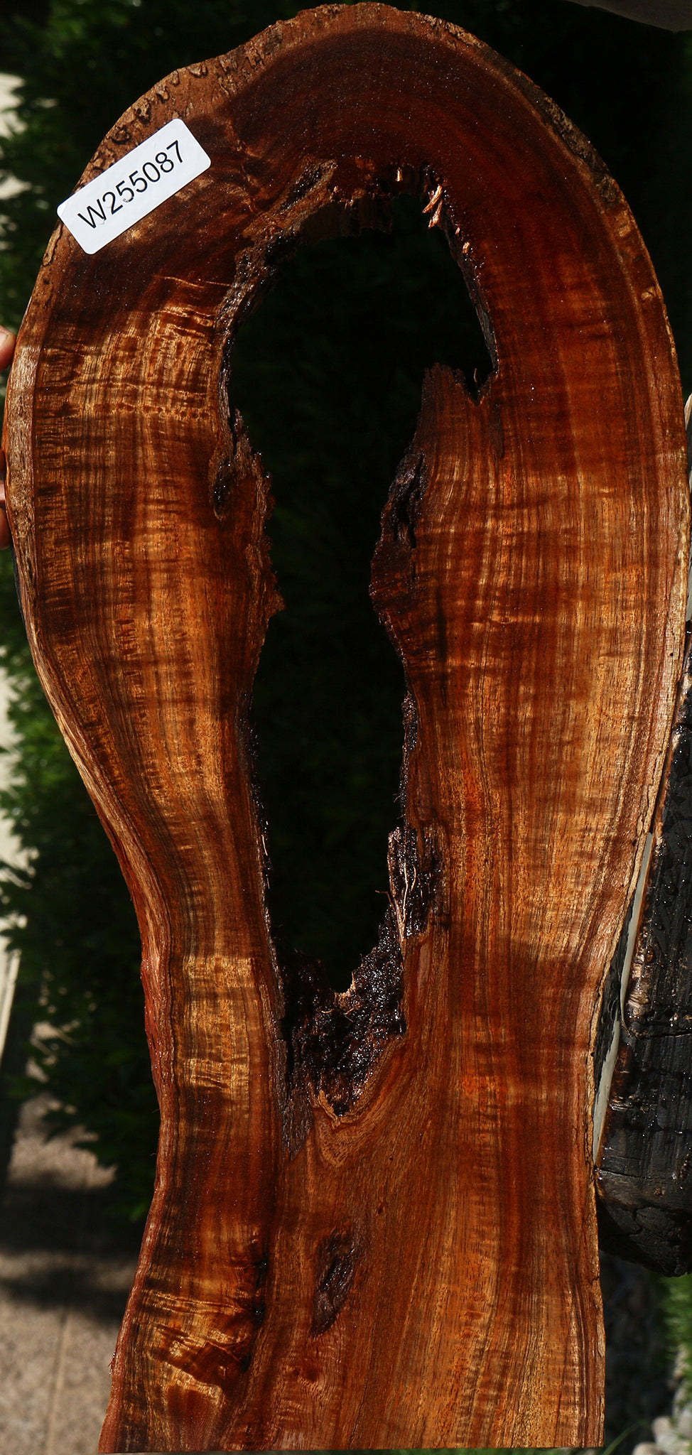 Exhibition Hawaiian Koa Live Edge Micro Lumber