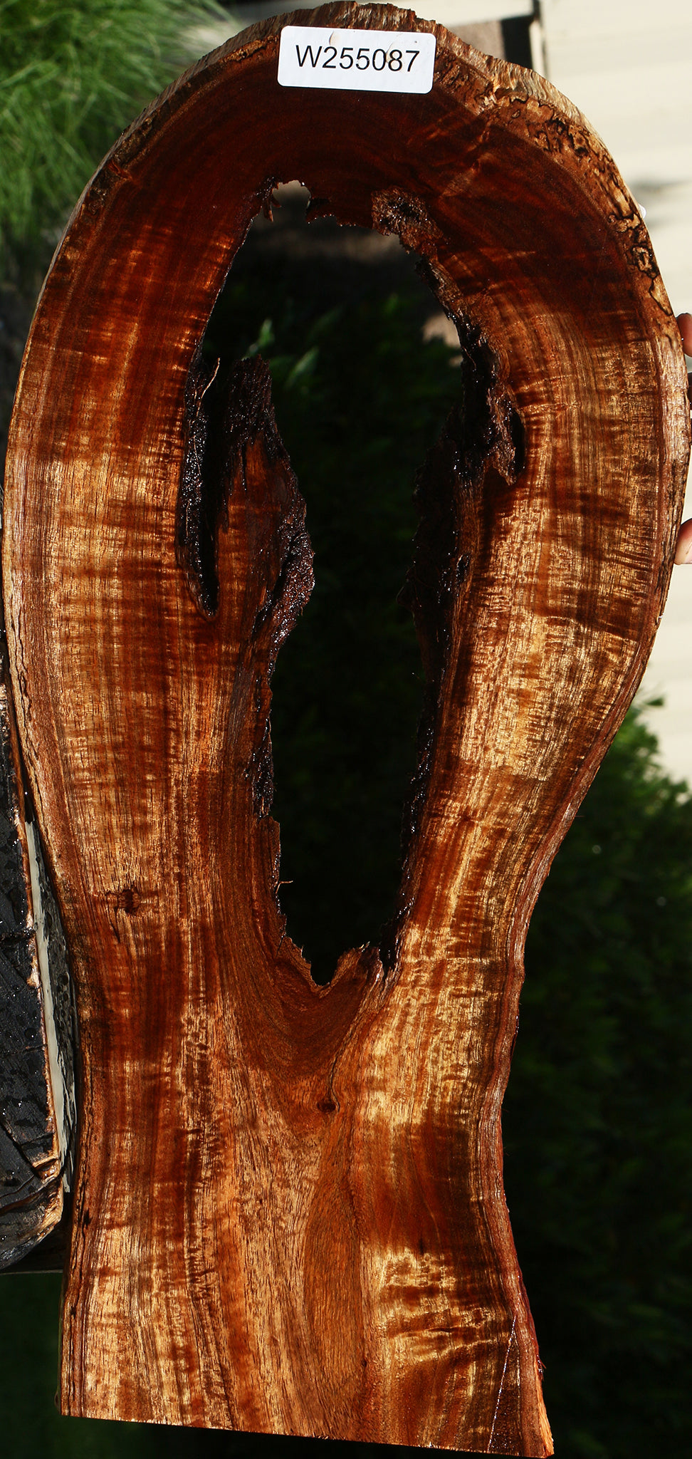 Exhibition Hawaiian Koa Live Edge Micro Lumber