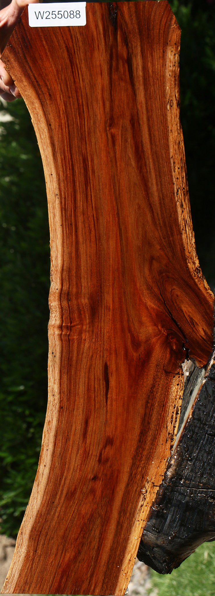 Hawaiian Koa Live Edge Lumber