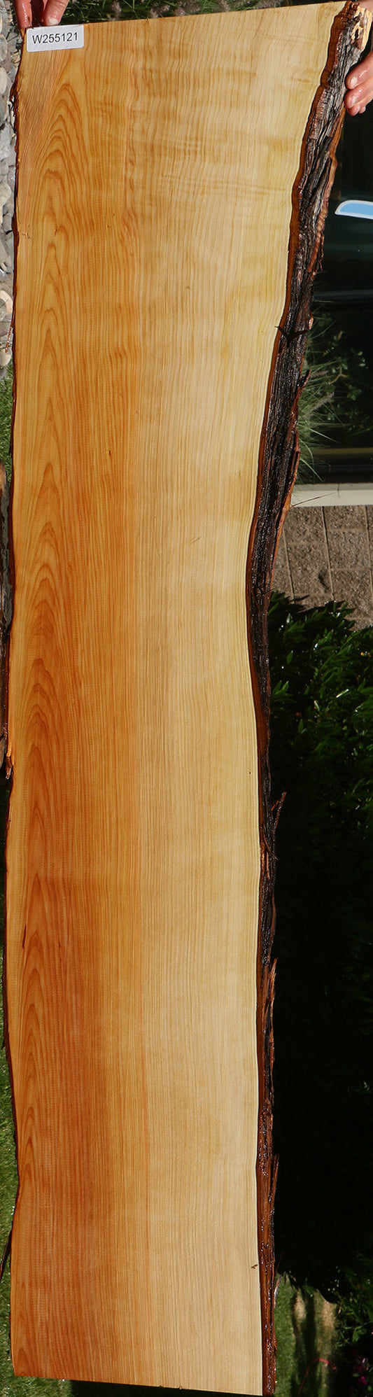 Juniper Live Edge Slab