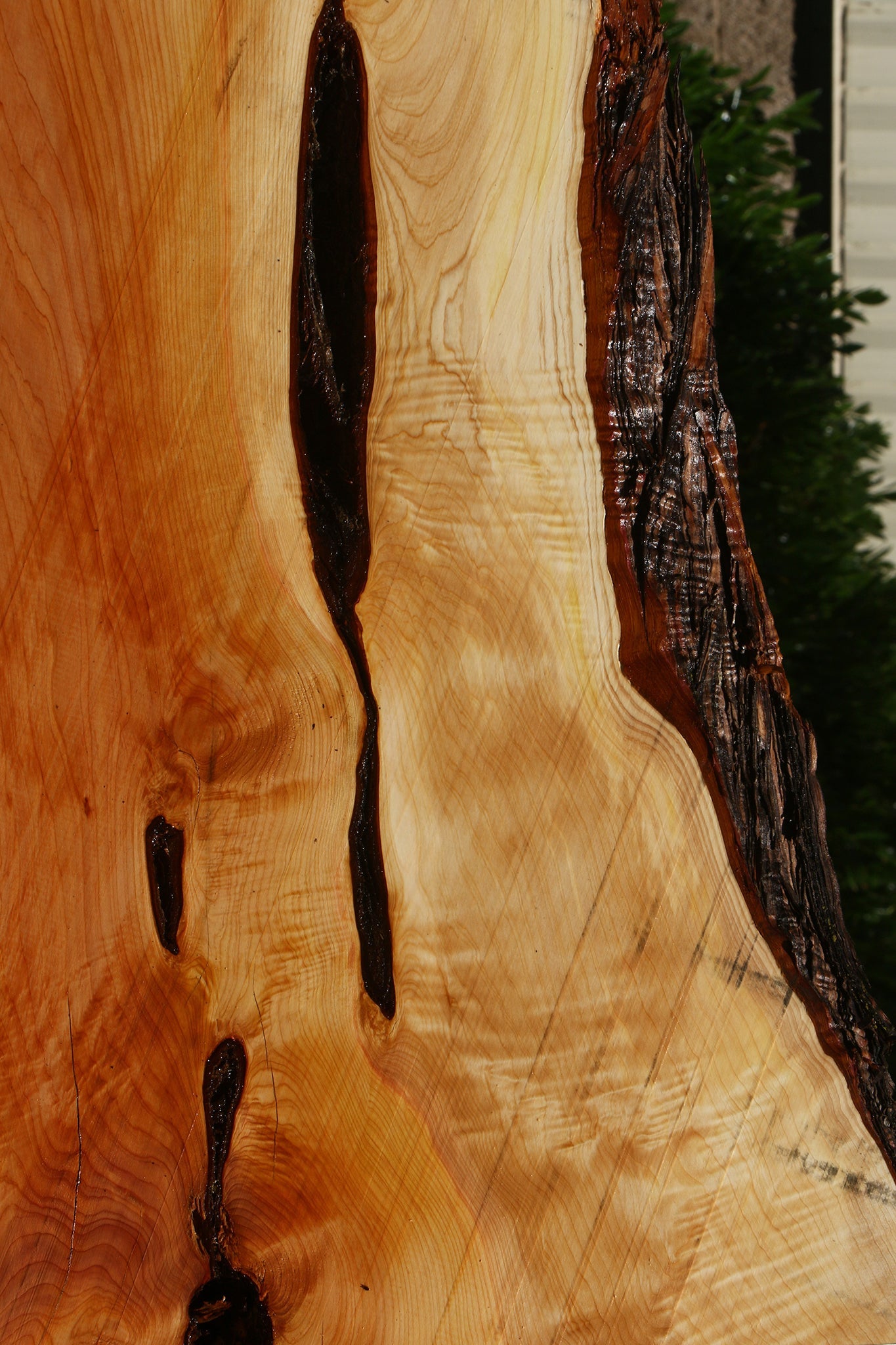 Figured Rustic Juniper Live Edge Slab
