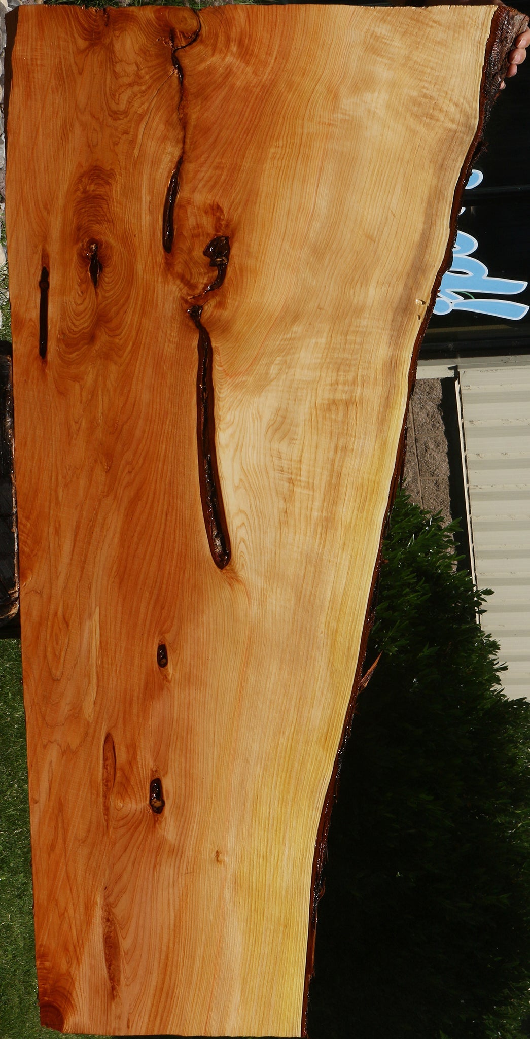 Figured Rustic Juniper Live Edge Slab