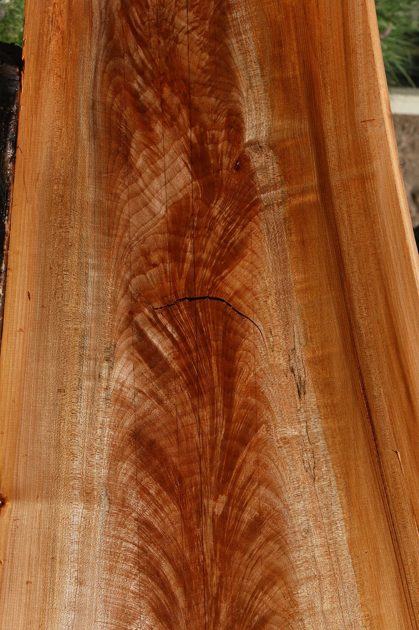 Crotchwood Maple Burl Live Edge Slab