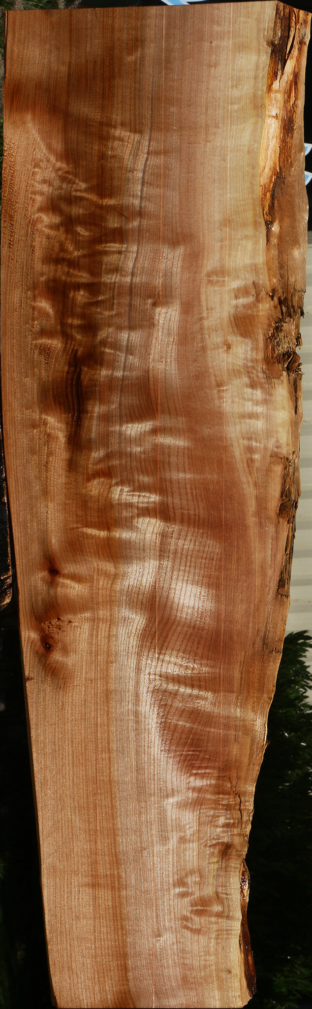 Figured Maple Live Edge Mini Slab