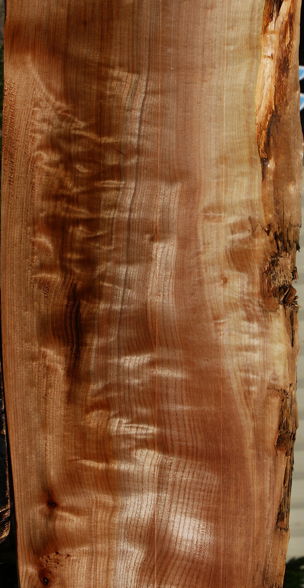 Figured Maple Live Edge Mini Slab