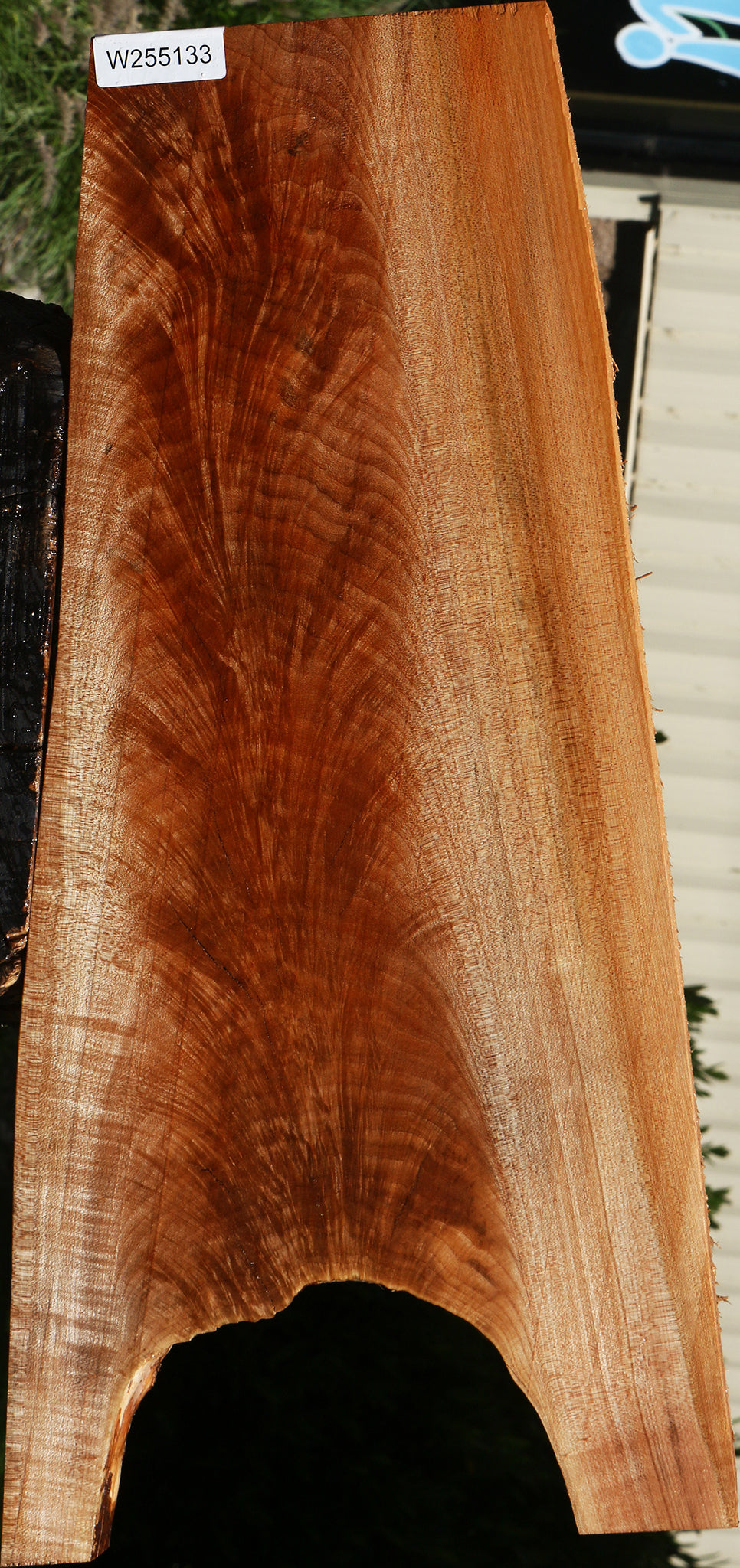 Rustic Crotchwood Maple Live Edge Lumber