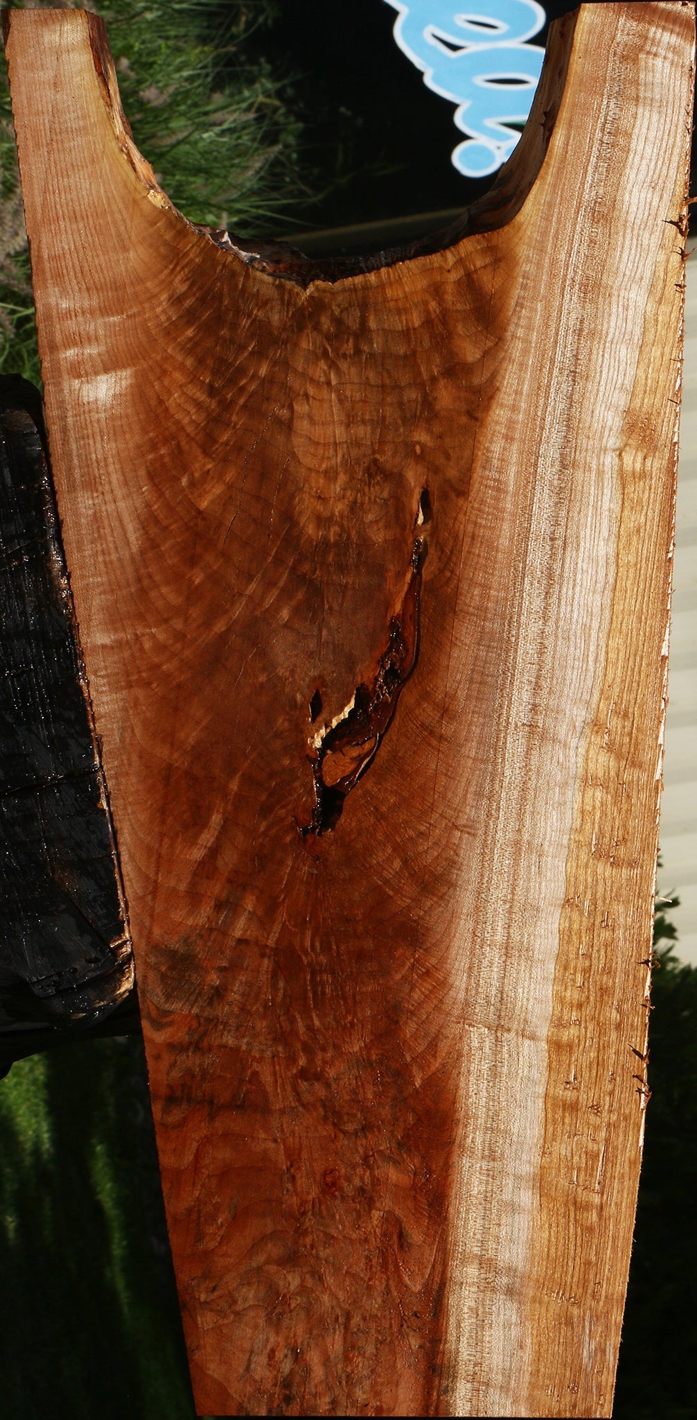Rustic Crotchwood Maple Live Edge Lumber