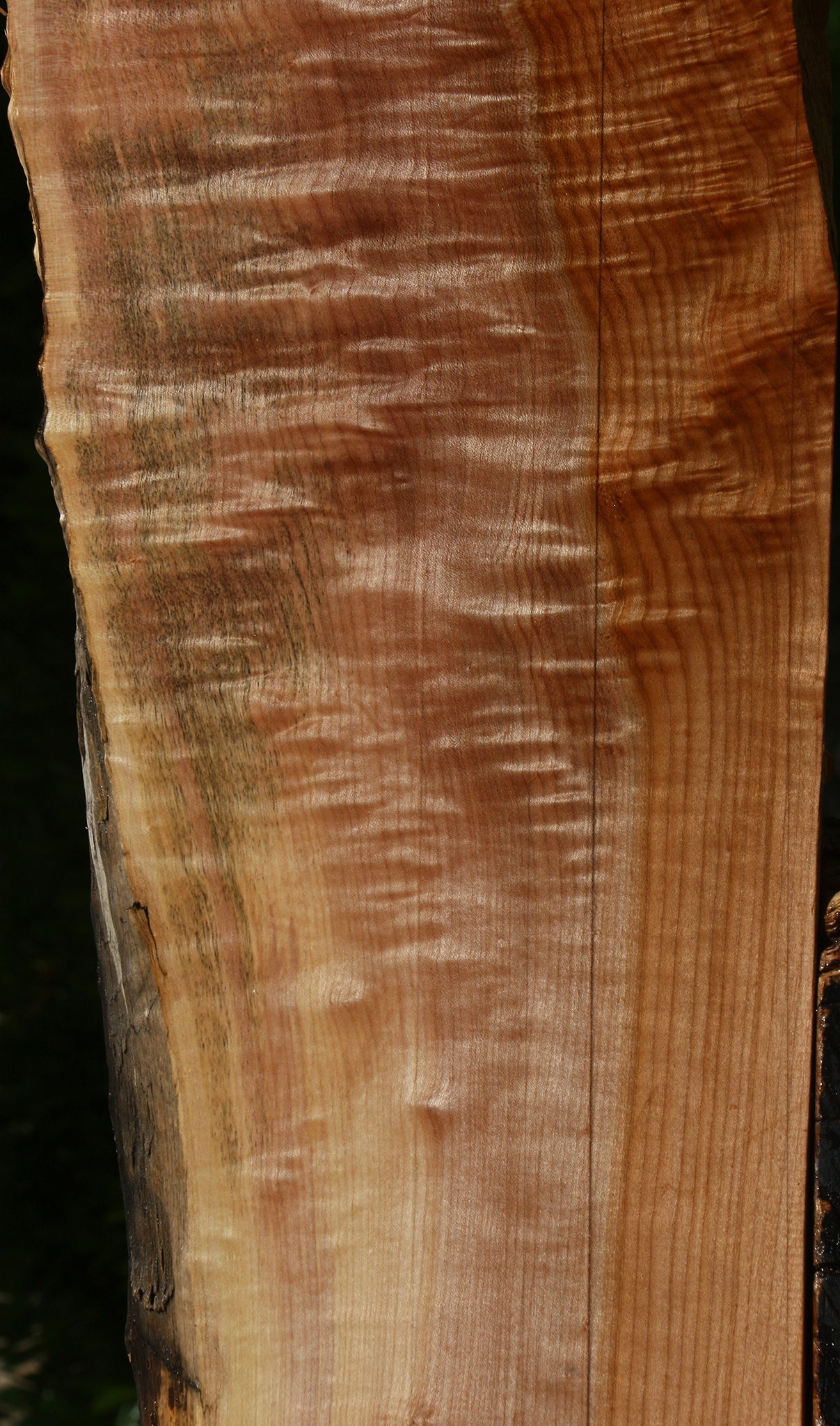 Extra Fancy Maple Live Edge Rifle Blank