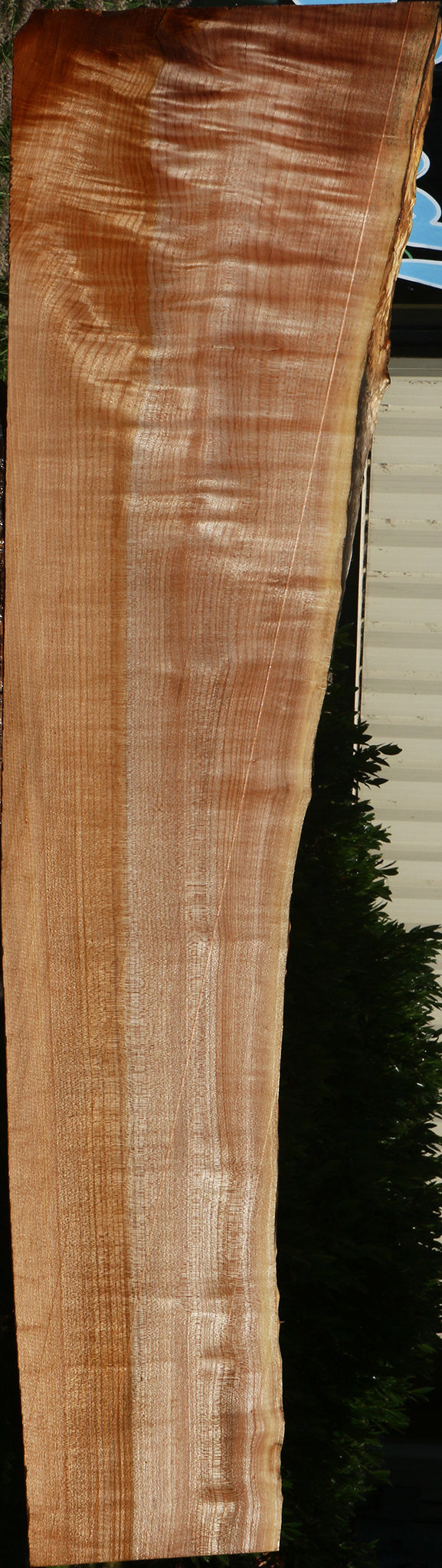 Extra Fancy Maple Live Edge Rifle Blank
