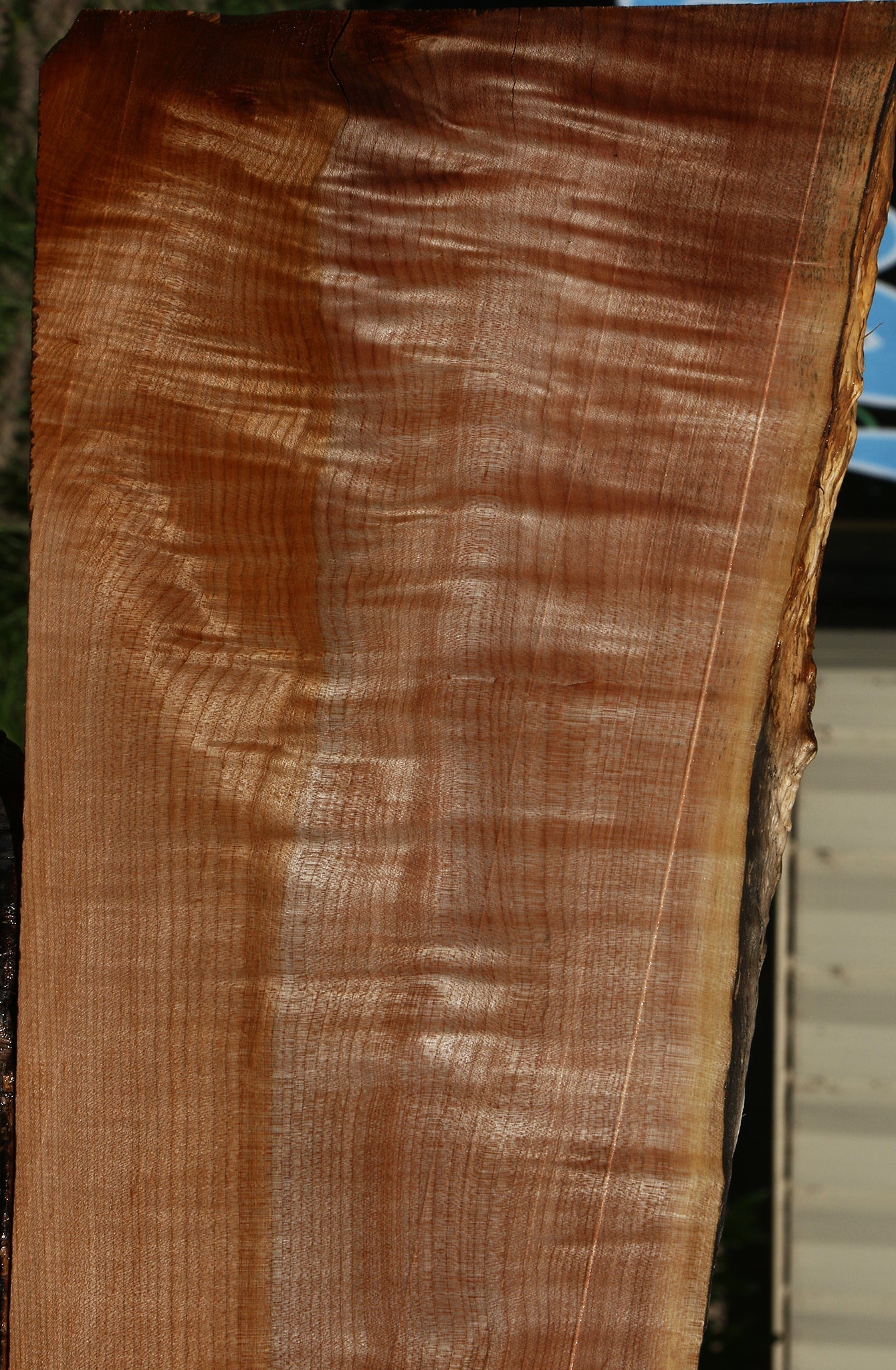 Extra Fancy Maple Live Edge Rifle Blank