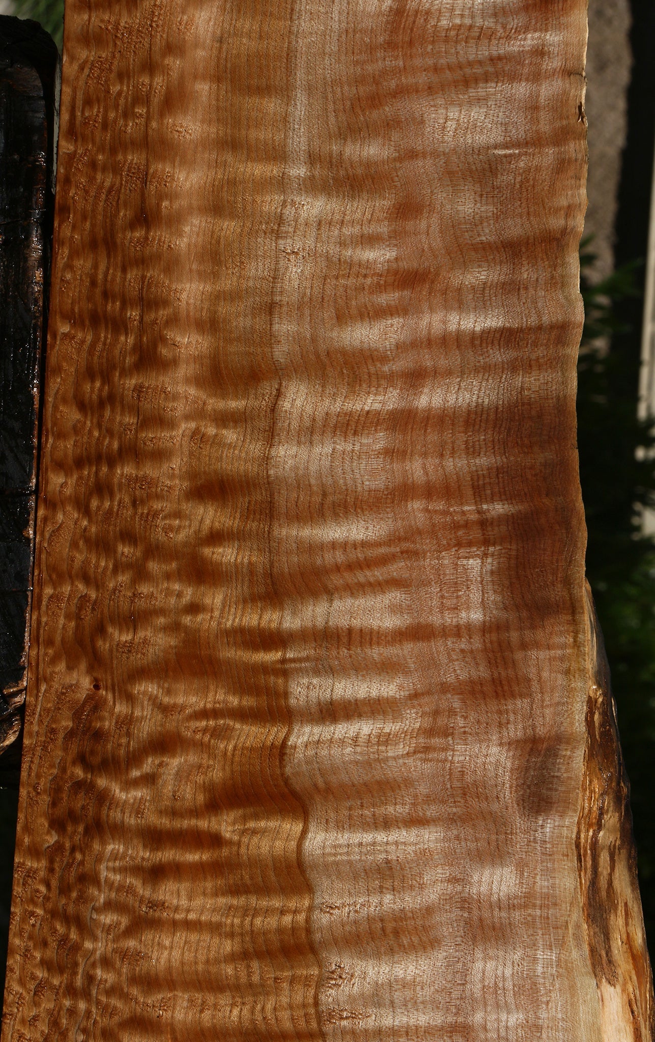 Extra Fancy Maple Live Edge Slab