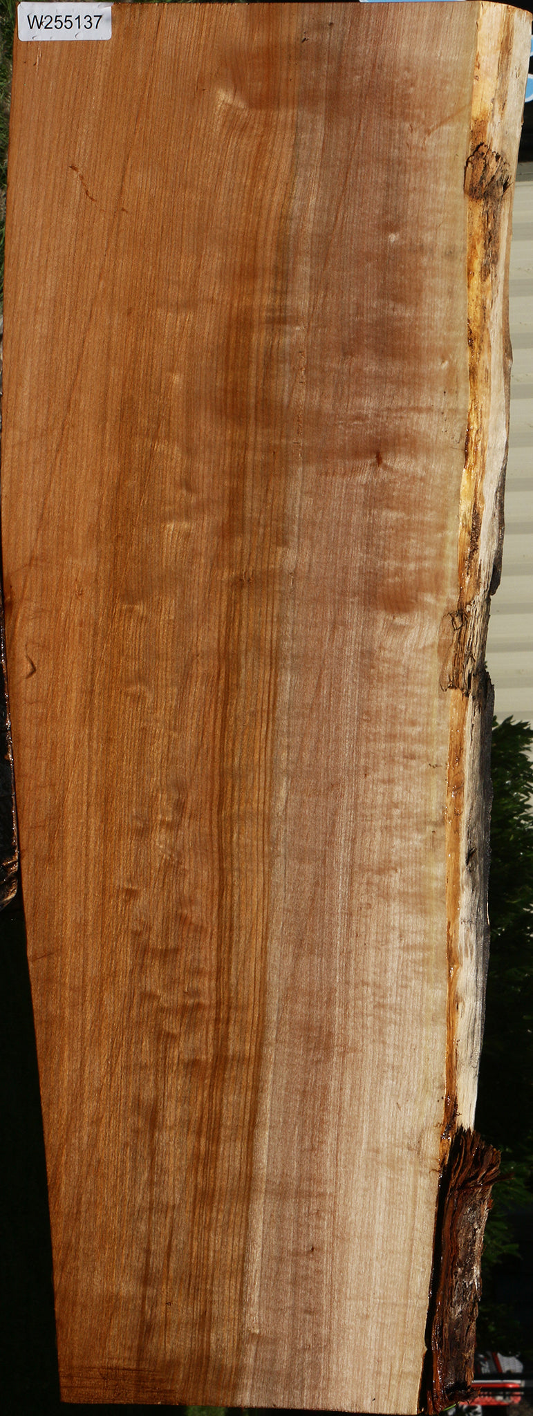 Figured Maple Live Edge Mini Slab