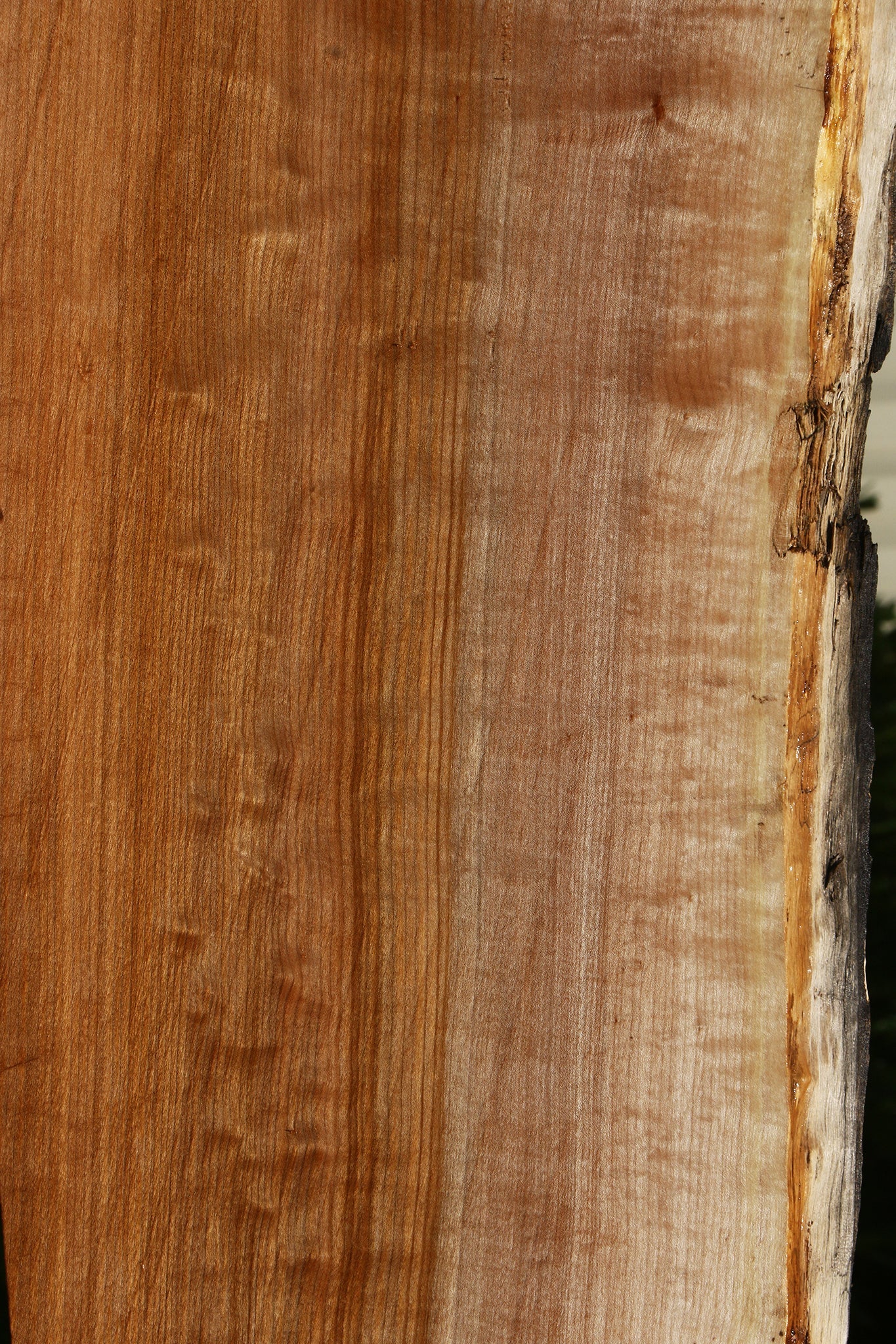 Figured Maple Live Edge Mini Slab