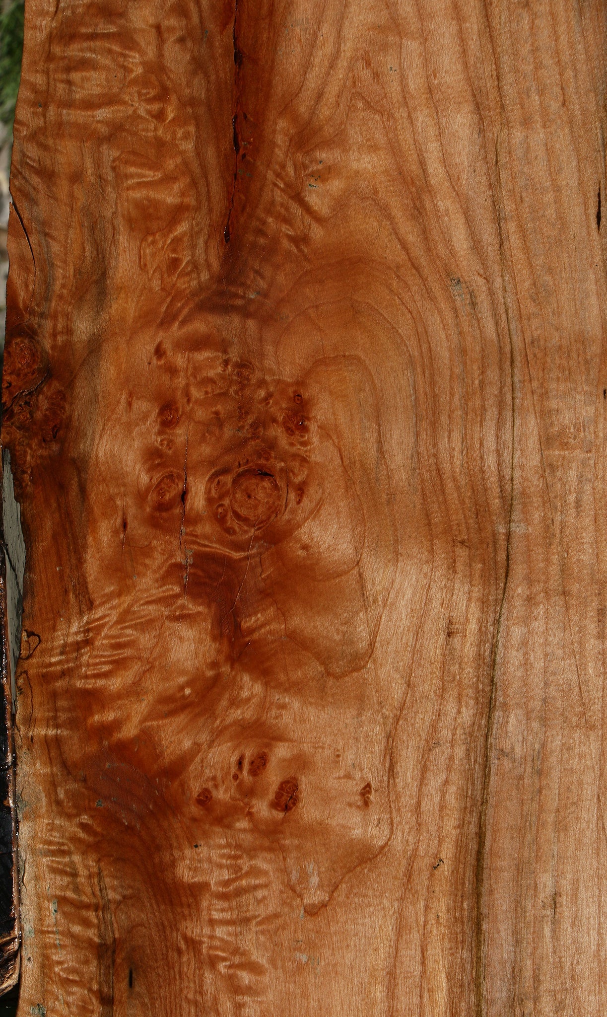 Figured Maple Live Edge Mini Slab