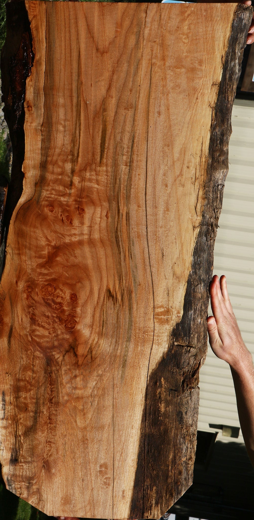 Figured Maple Live Edge Mini Slab