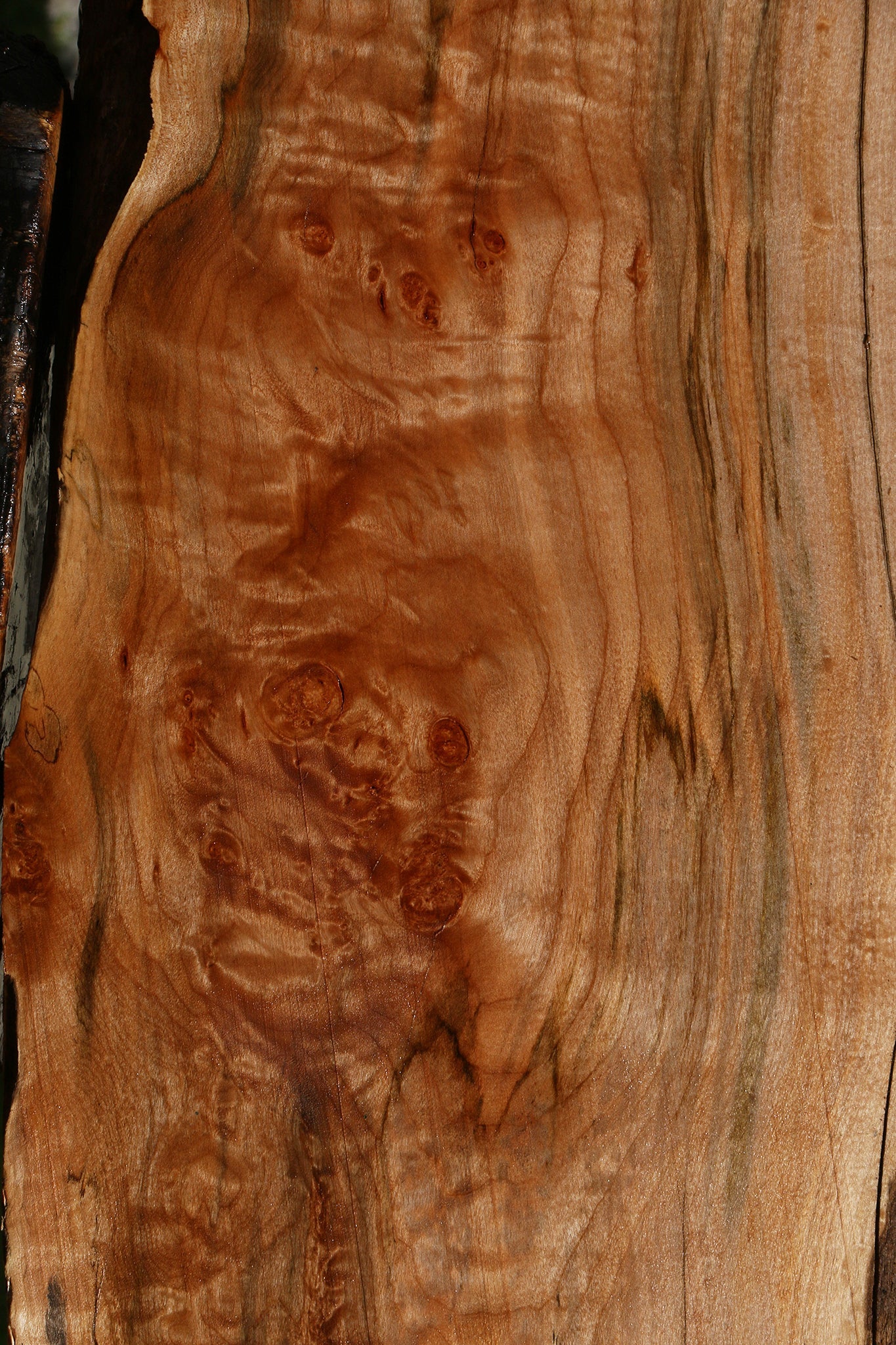 Figured Maple Live Edge Mini Slab