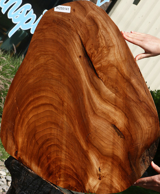 Extra Fancy Elm Cookie