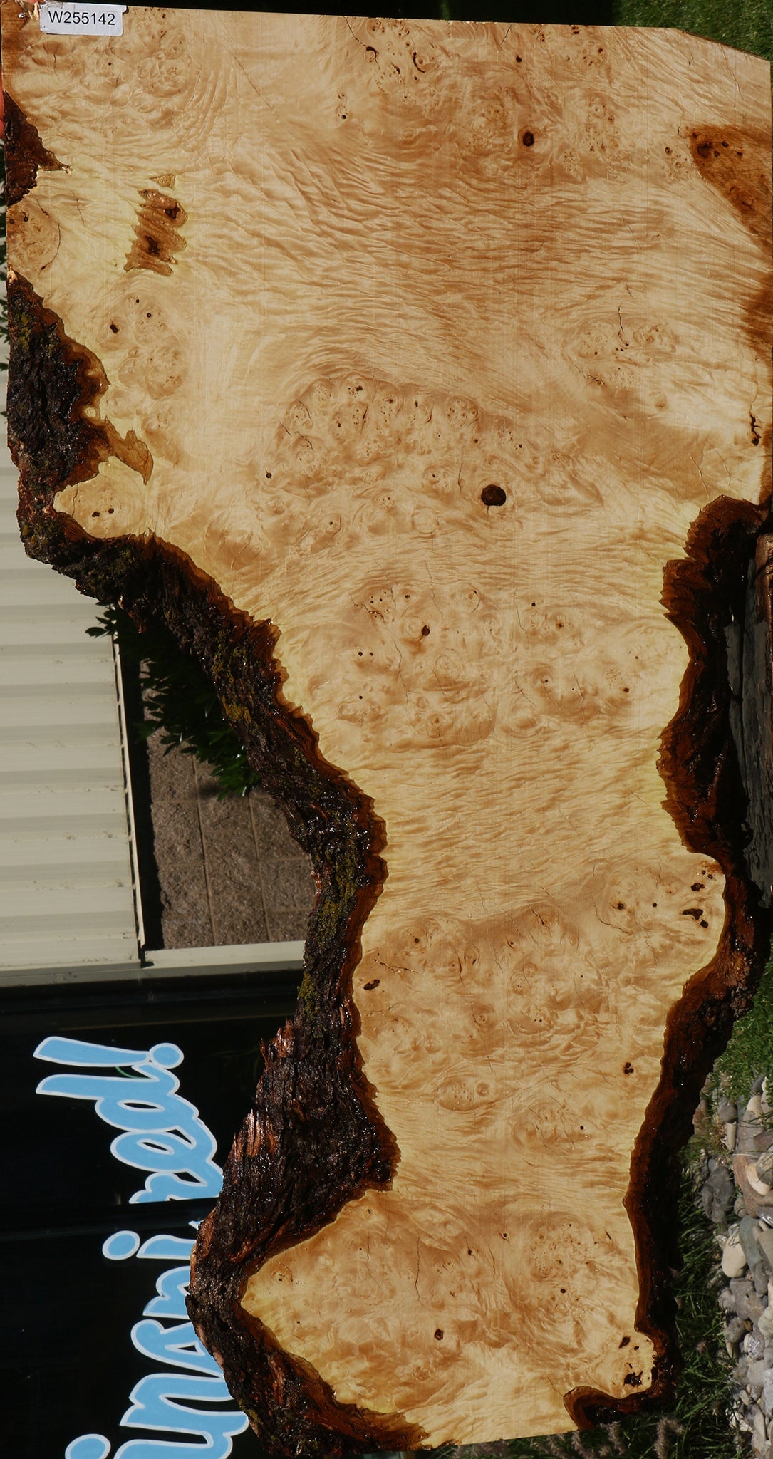 Maple Burl Live Edge Slab